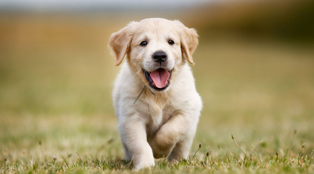 कुकुरको मासुमा प्रतिबन्ध लगाउने पक्षमा दक्षिण कोरियाली राष्ट्रपति