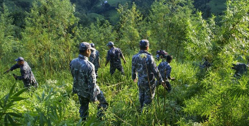 गाँजाखेती खुला गर्न कानून बन्दै, विधेयक मस्यौदा स्वीकृतिका लागि कानून मन्त्रालयमा